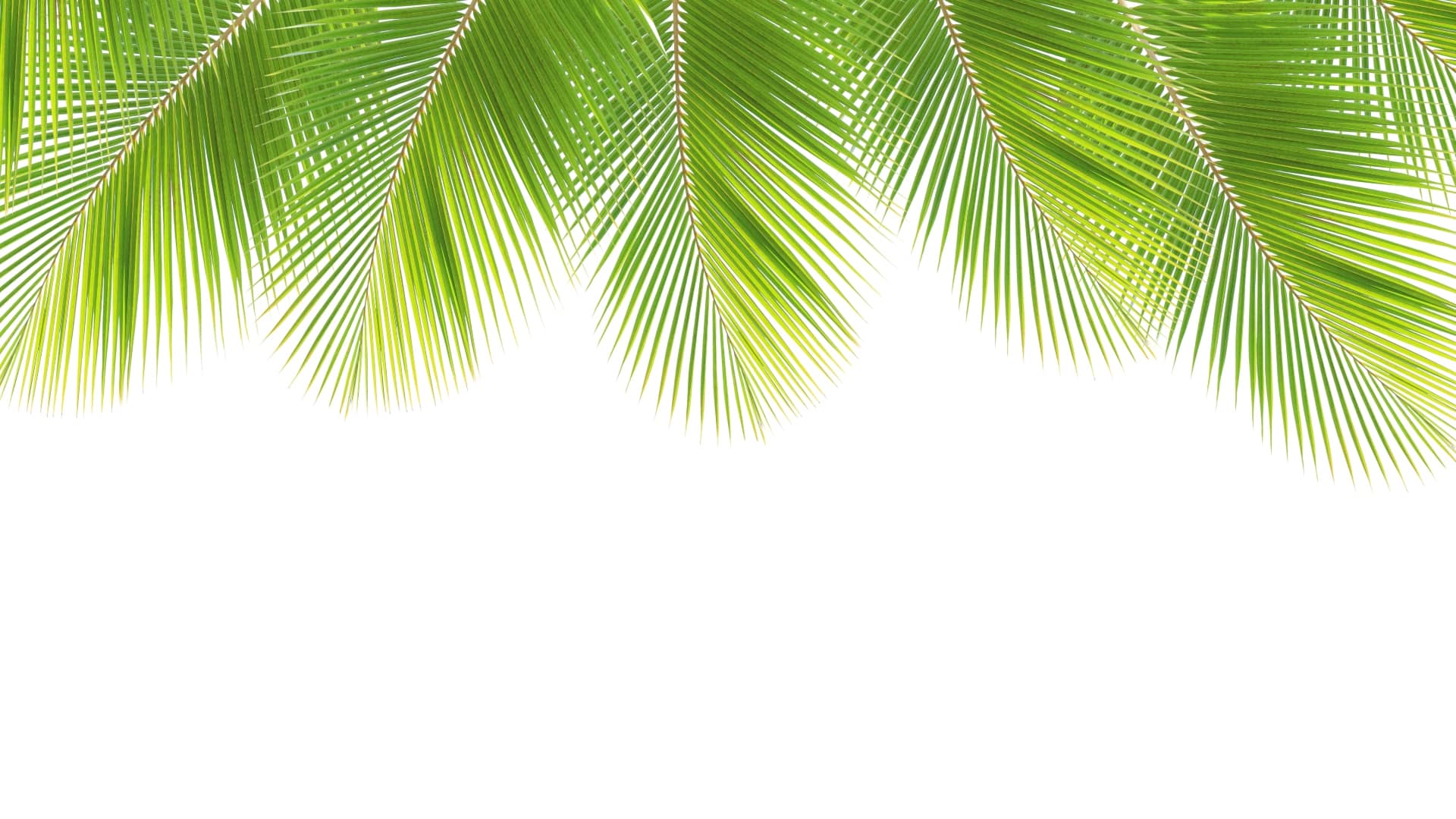 Second Banner Image